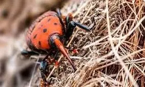 آفت سرخرطومی در ۴۵۰۰ هکتار از نخلستان‌های هرمزگان ردیابی می‌شود