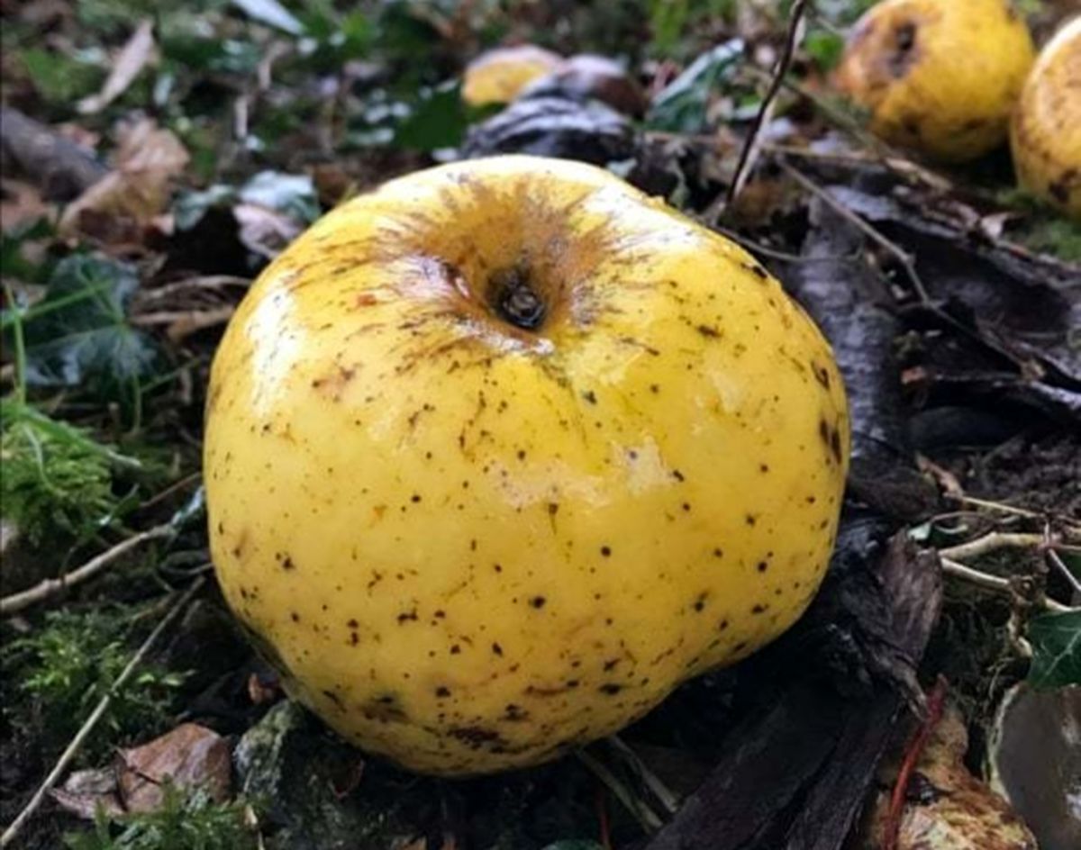 سیب کریستیانو رونالدو، کشف اتفاقی گونه جدیدی از سیب