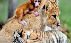لحظاتی دیدنی از دوستی عجیب میمون و ببر/ ویدئو