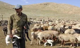 عشایر استان سمنان هفت هزار تُن گوشت قرمز تولید کردند