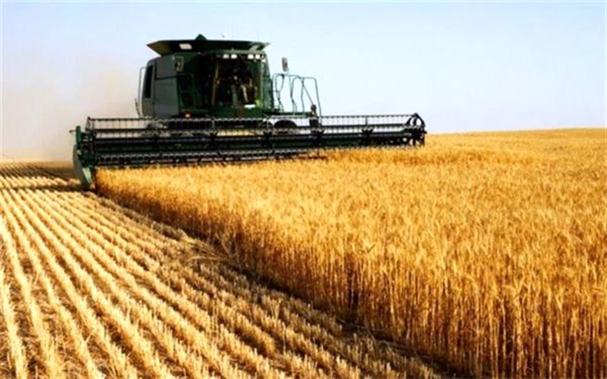 بیش از ۵۰ در صد بذر گندم لرستان توسط جهاد کشاورزی تامین می‌شود