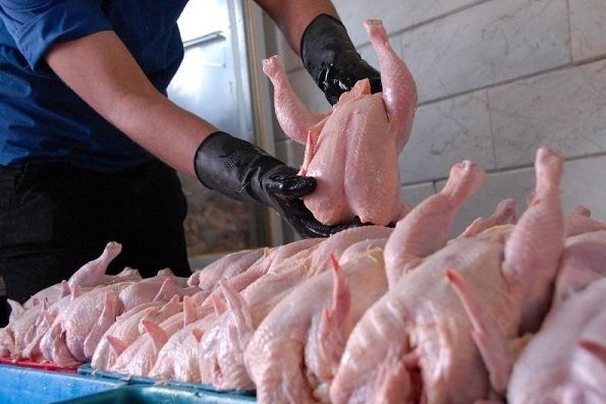روزانه ۵۰ تن مرغ در زنجان توزیع می شود
