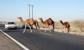 تصادف اتوبوس با شتر در جاده میناب۳ مصدوم برجا گذاشت