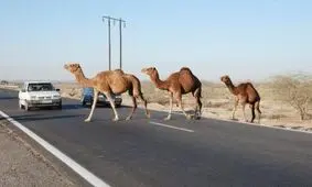 تصادف اتوبوس با شتر در جاده میناب۳ مصدوم برجا گذاشت