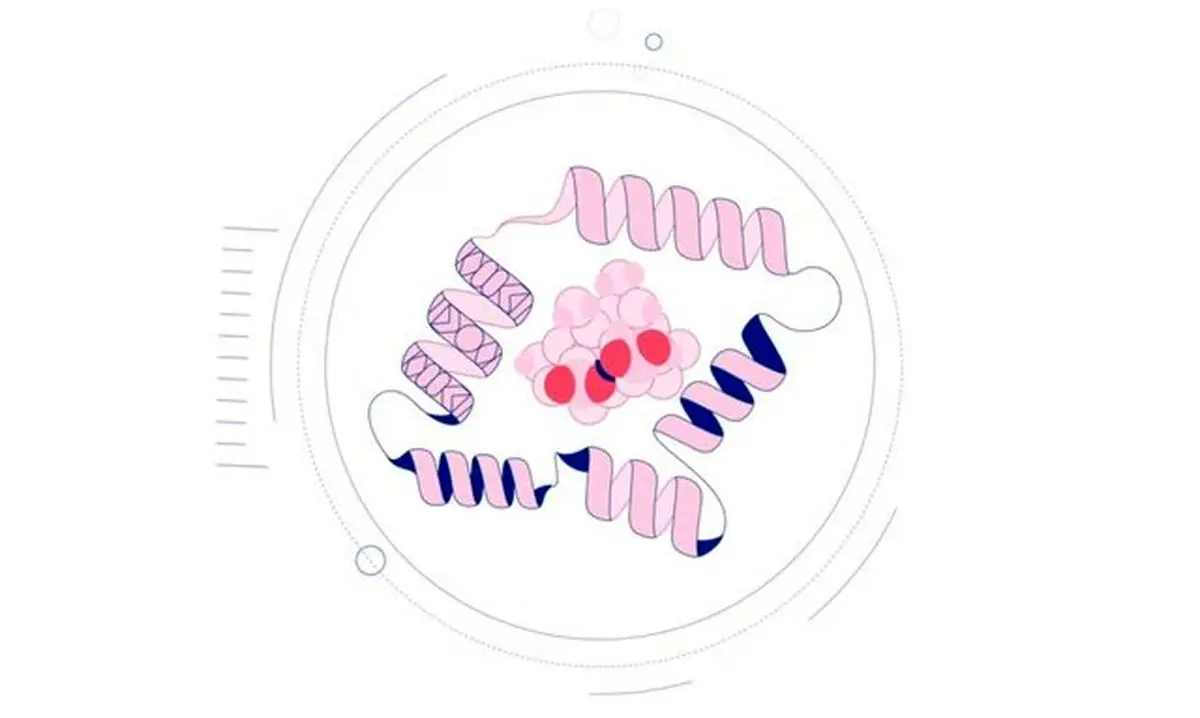 حل یک معمای ۵۰ ساله برای درمان بیماری‌ها!