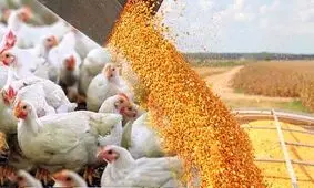 نهاده‌های دامی مورد نیاز مرغداران قزوینی تامین شد