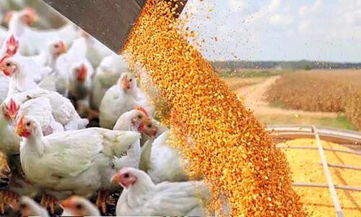 نهادههای دامی مورد نیاز مرغداران قزوینی تامین شد