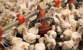 کاهش قیمت مرغ در اصفهان طی روزهای آینده با افزایش جوجه‌ریزی