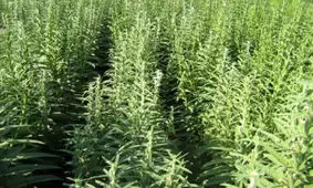 داورزن رتبه نخست کشت کنجد آبی در خراسان رضوی را دارد