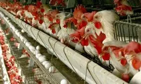 ۴۸ هزار قطعه مرغ در خراسان جنوبی معدوم شد