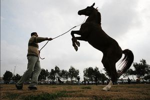 چرا مسابقات زیبایی اسب‌ خالص ایرانی در خوزستان لغو شد؟