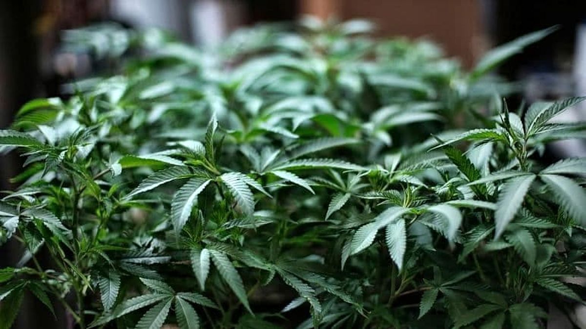 ماری‌جوانا و حشیش از فهرست مواد مخدر «بسیار خطرناک» سازمان ملل خارج شد 