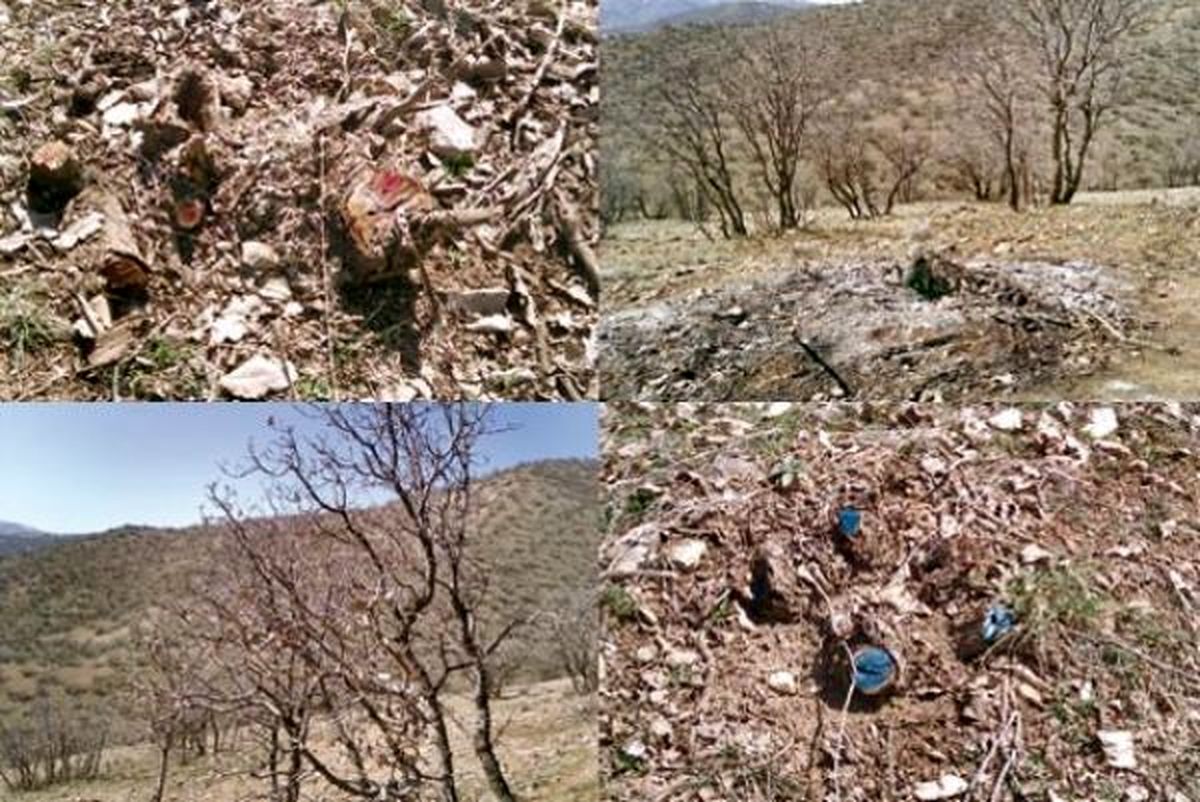 دو میلیون هکتار خشکیدگی؛ بلوطها کوه به کوه خشک میشوند/ فعالیتهای عمرانی را در زاگرس متوقفکنید