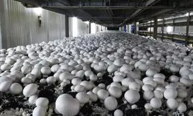 قزوین به قطب تولید کمپوست و بذر قارچ در کشور تبدیل شده است