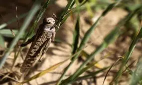 مبارزه با هجوم ملخ صحرایی در سطح ۱۱۹ هکتار از اراضی کشور