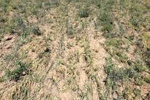 باران ۲۰۲ میلیارد ریال به مزارع شادگان خسارت زد