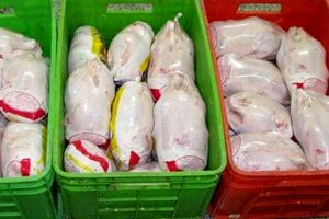 ۳۰ تن مرغ منجمد در الیگودرز توزیع شد