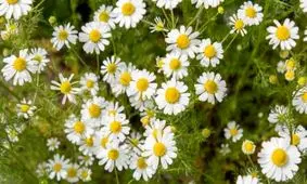 خواص«بابونه» را بشناسیم