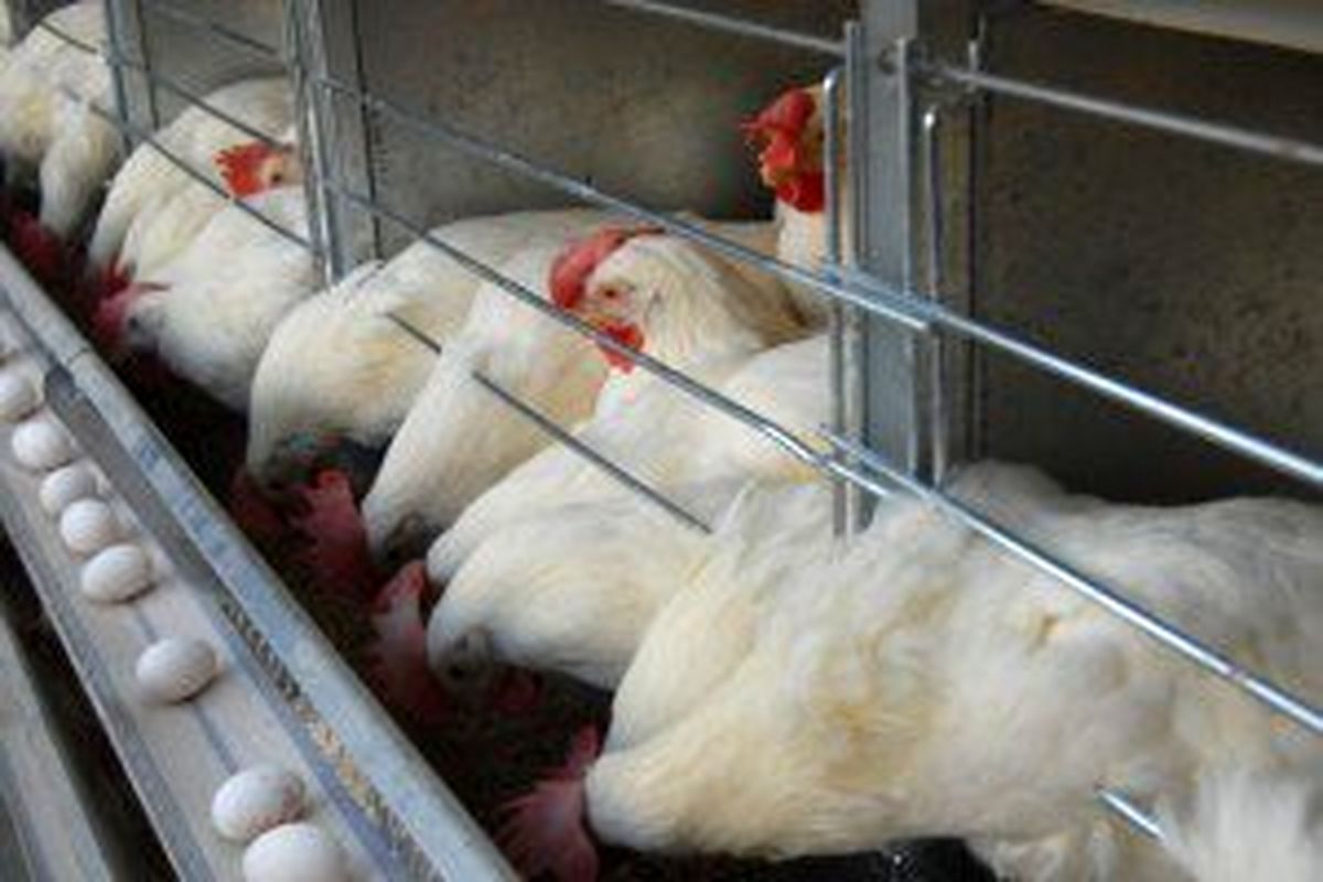 تولید تخم مرغ ۱۵ تا ۲۰ درصد کاهش یافت
