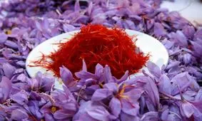 خرید حمایتی زعفران در خراسان رضوی از مرز ۹ تن گذشت