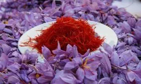 خرید حمایتی زعفران در خراسان رضوی از مرز ۹ تن گذشت