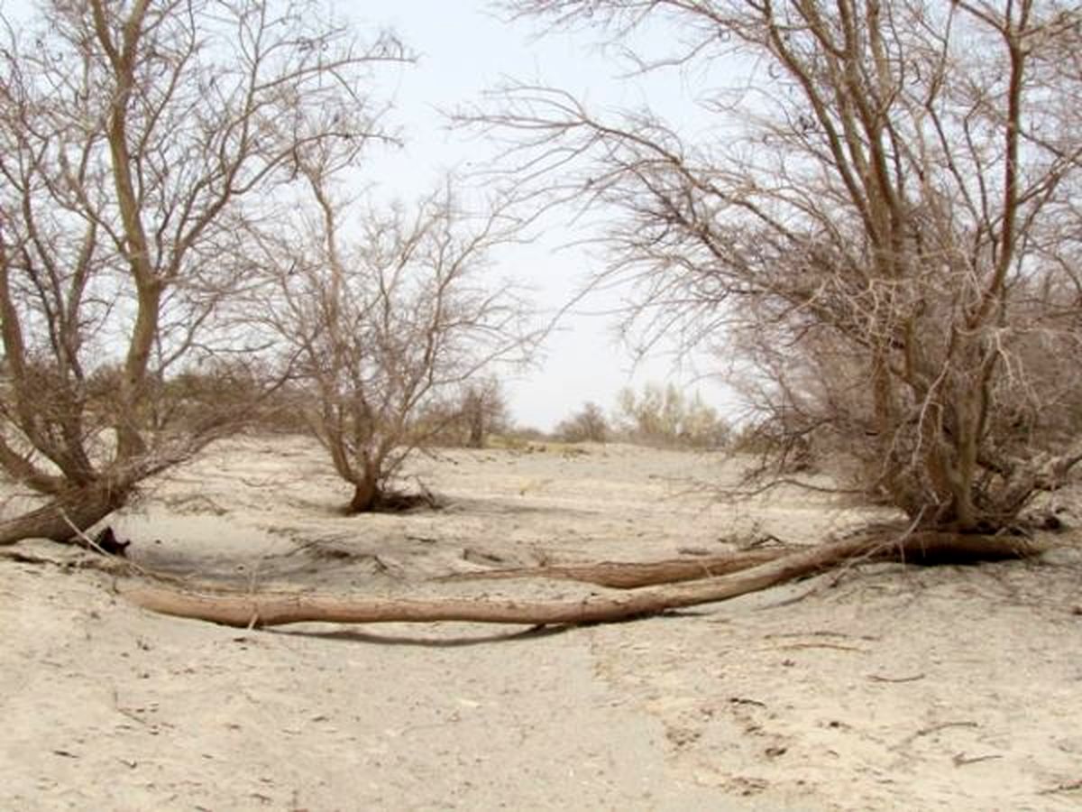 اعلام وضعیت بحرانی در شهرستان ریگان/دمای هوا به 54 درجه رسید