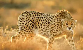 زیستگاه یوزپلنگ ایرانی در شهرستان‌های جغتای و جاجرم پایش شد