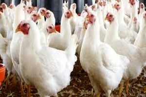آذربایجان‌غربی پیشرو در تولید مرغ سلامت