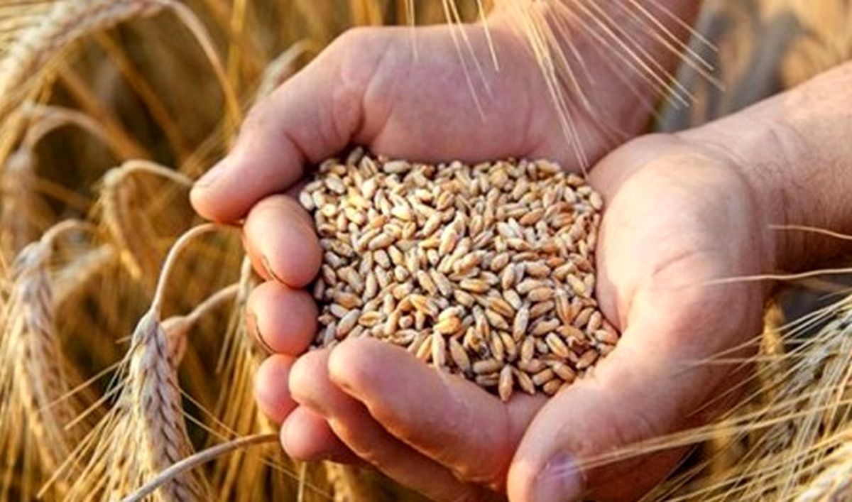 هشت هزار تن بذر گواهی شده گندم در استان قزوین تولید میشود