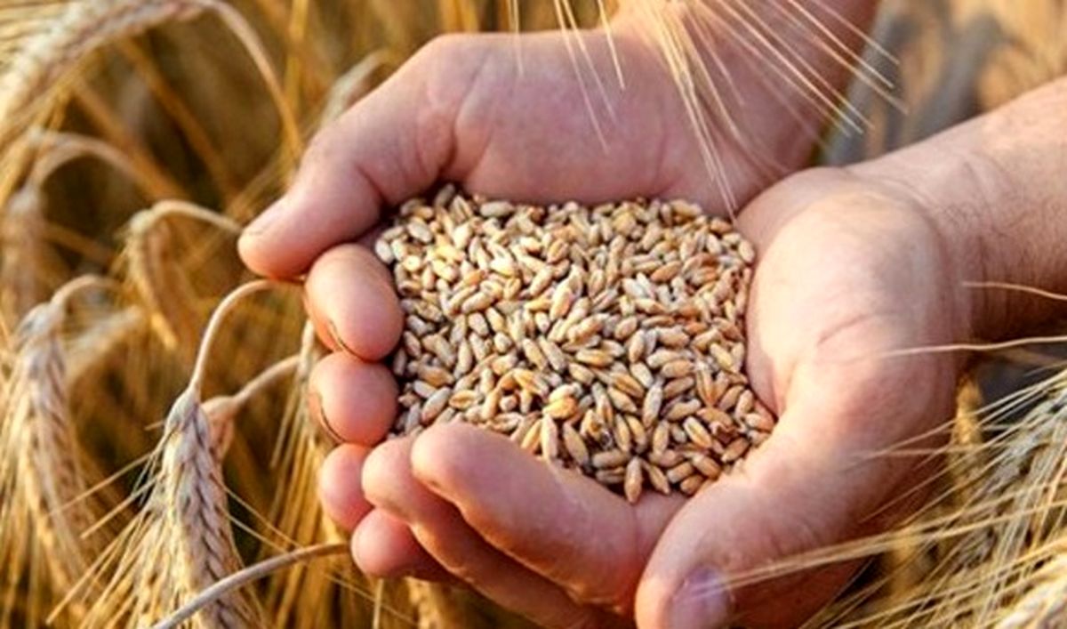 هشت هزار تن بذر گواهی شده گندم در استان قزوین تولید می‌شود