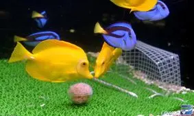 ماهی‌های فوتبالیست هم آمدند/ ویدئو