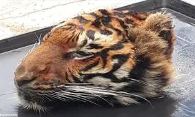 ماجرای کشف سر بریده یک ببر/ عکس‌ها