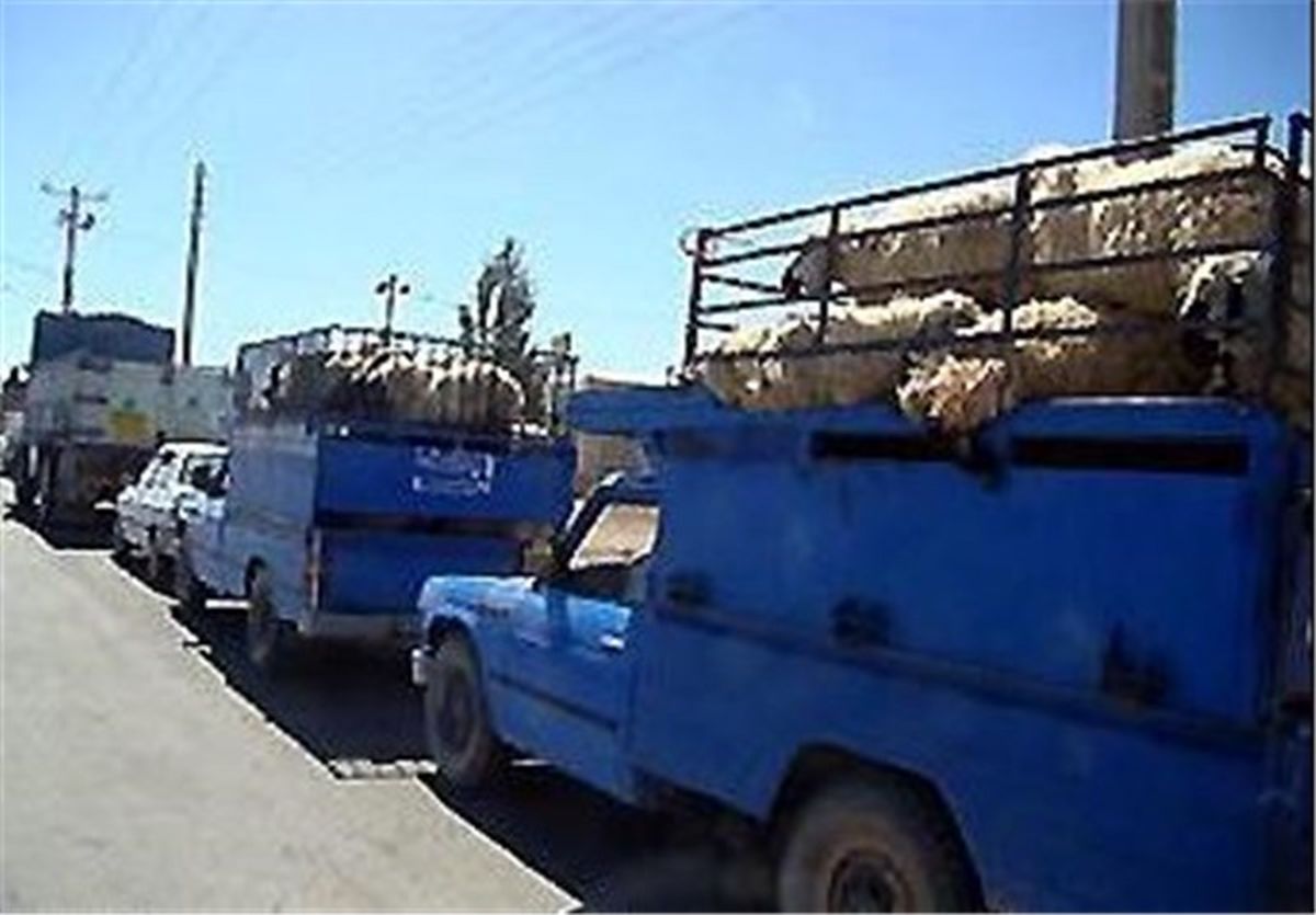 قاچاق ‌دام‌ از مرزهای کرمانشاه/ سردرگمی در مسیر چاره‌اندیشی برای جلوگیری از قاچاق دام