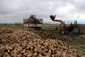 ۱۵۰ هزار تن چغندر قند در جغتای خراسان رضوی تولید شد