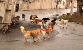 ️رودخانه شور مقصر حمله سگها به کودکان پرندی شد/ کودکی که سگها صورتش را دریدند