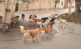 ️رودخانه شور مقصر حمله سگها به کودکان پرندی شد/ کودکی که سگها صورتش را دریدند