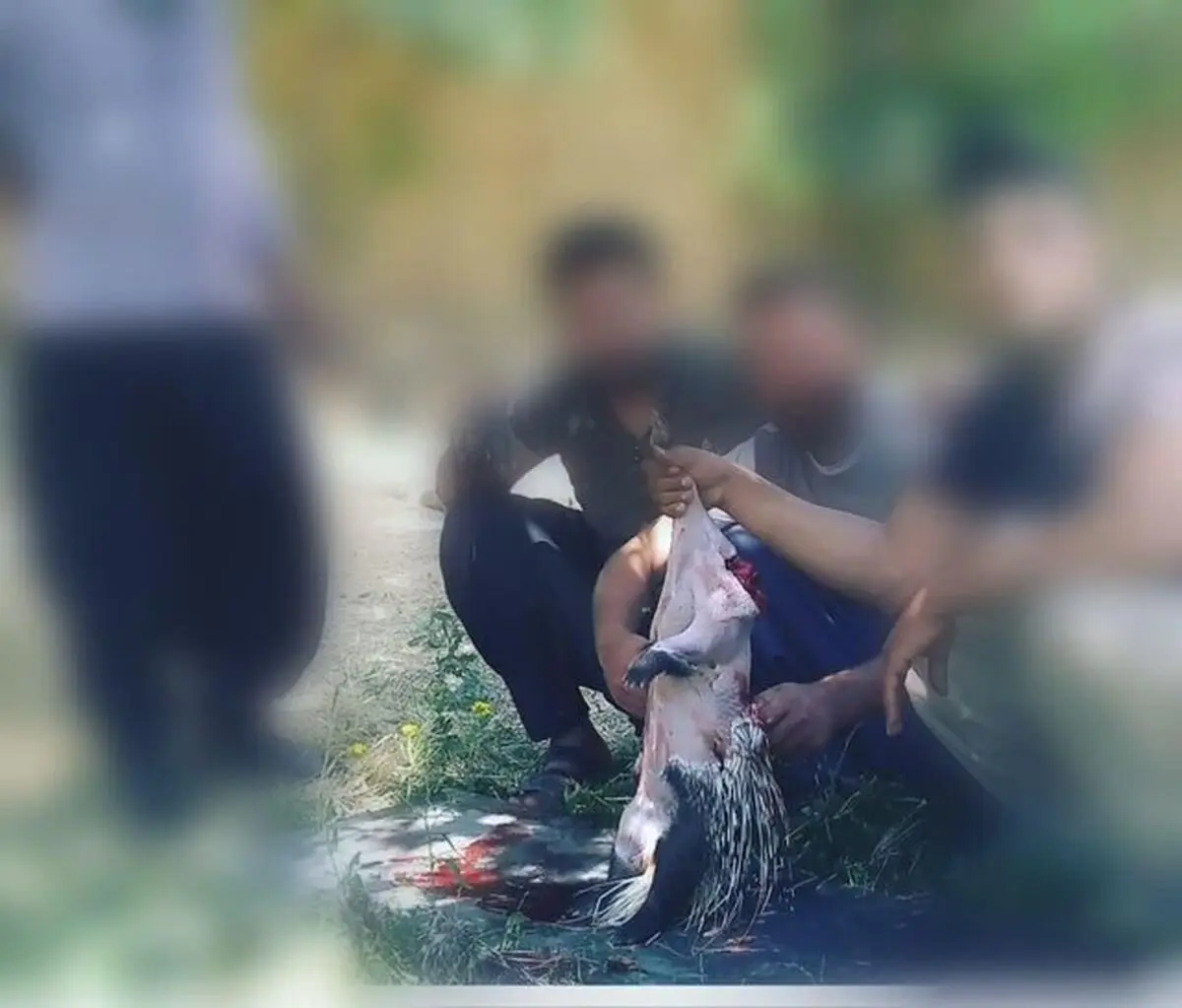 فضای مجازی شکارچی بی‎رحم در شهرستان رزن را لو داد