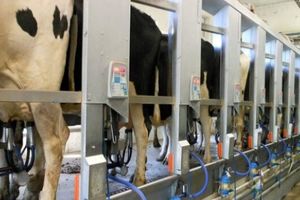 تولید سالانه ۱۴ هزارتن شیر در تنکابن