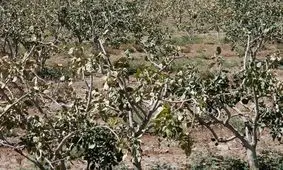 خسارت ۱۵۰ میلیارد تومانی سرما به کشاورزی اصفهان/ کاهش 50 درصدی حجم سد زاینده رود/ باید بیمه کشاورزی اجباری شود