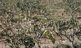 خسارت ۱۵۰ میلیارد تومانی سرما به کشاورزی اصفهان/ کاهش 50 درصدی حجم سد زاینده رود/ باید بیمه کشاورزی اجباری شود