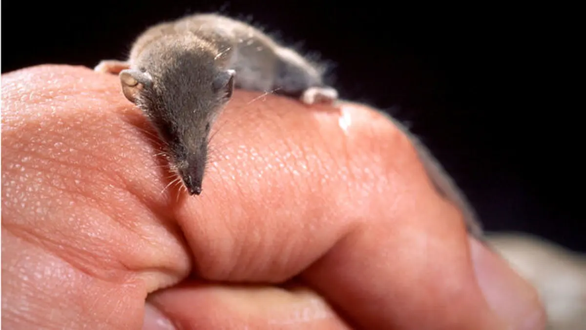 این حشره‌خوار در مصرف انرژی صرفه جویی می‌کند