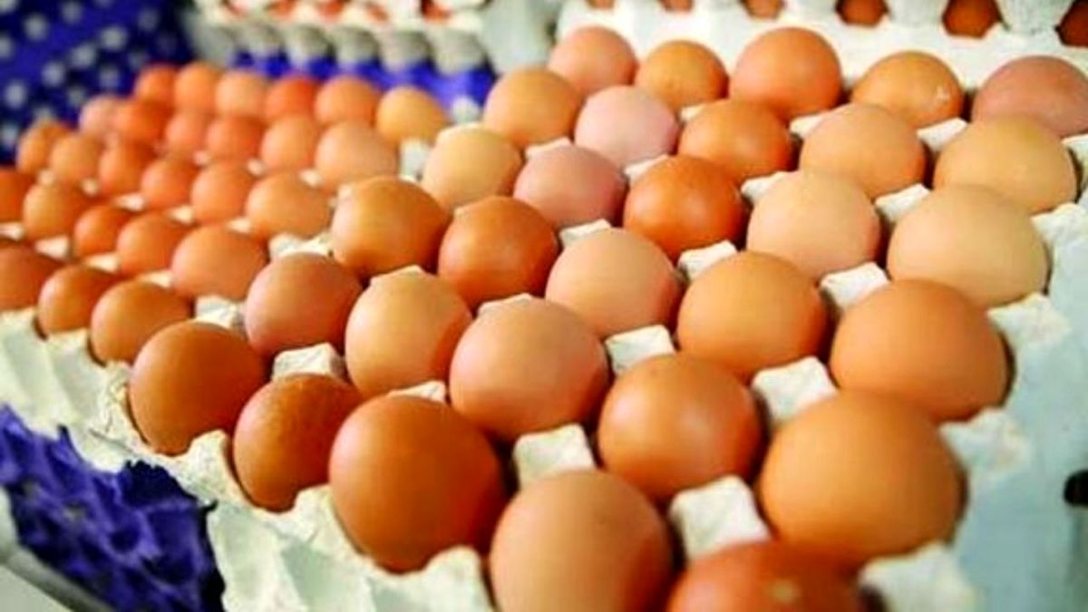 صادرات تخم مرغ ممنوع است