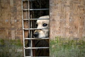 نگهداری زن چینی از ۱۳۰۰ سگ برای جلوگیری از خورده شدن/ عکس