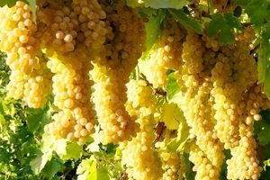تولید پرزحمت انگور در برابر نرخ اندک قصه پرغصه تاکداران قوچان