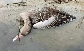 بیش از ۱۵۰۰ لاشه پرنده از تالاب "میقان" اراک جمع‌آوری شد/ آماده‌باش روستاها و مرغداری‌های منطقه