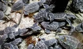 نوزادان لاک‌پشت‌های سبز دریایی در سواحل چابهار سر از تخم درآوردند