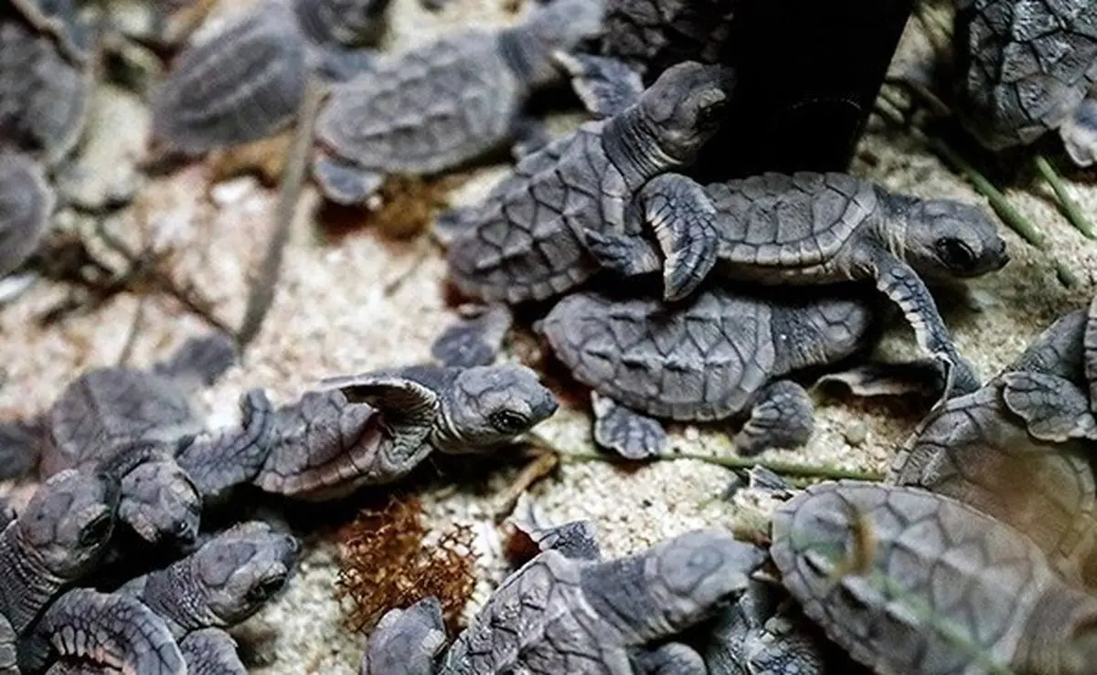 نوزادان لاک‌پشت‌های سبز دریایی در سواحل چابهار سر از تخم درآوردند