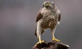 دستگیری بازگیران در گنبدکاووس ۱۰۰ درصد بیشتر شد