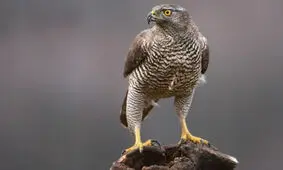 دستگیری بازگیران در گنبدکاووس ۱۰۰ درصد بیشتر شد