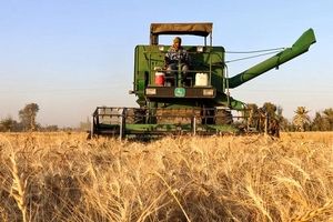افزایش ۲۸ درصدی توزیع بذر گندم‌ در قزوین